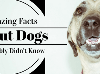 23 Amazing Facts About Dogs You Probably Didn't Know