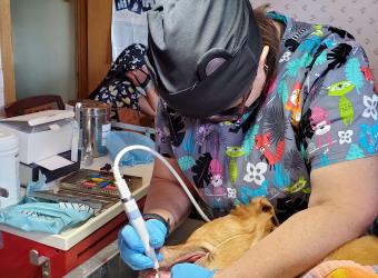 Pet Dental Health