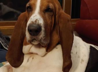 Otitis Externa in Dogs