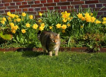 No Lilies For Kitties!