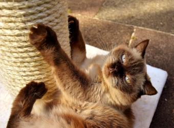 Our Position on Declawing of Cats